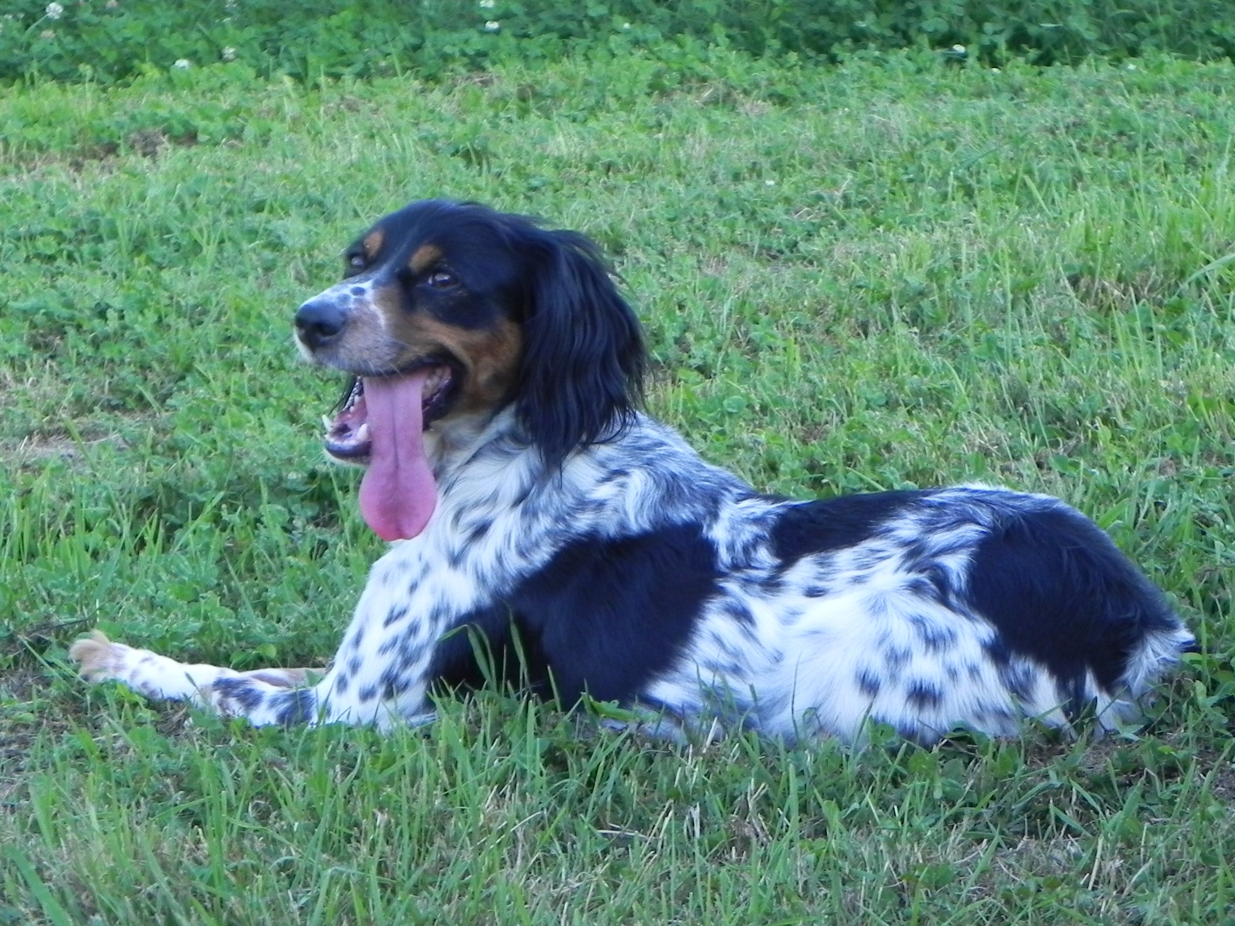 Chien en pension à proximité de Lyon